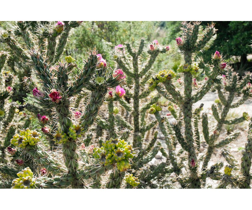 Cholla